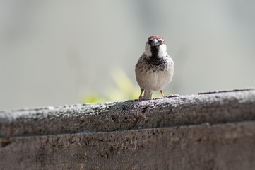 Bird