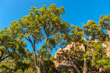Cork oaks in the Massif de l'Esterel near Antheor
