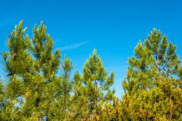Mountain pine in the Massif de l'Esterel near Antheor