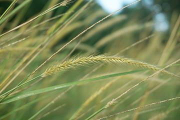 Selective soft focus of beach dry grass, reeds, stalks blowing in the wind at golden sunset light, horizontal, blurred sea on background, copy space/ Nature, summer, grass concept