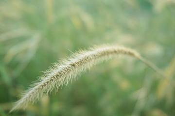 Selective soft focus of beach dry grass, reeds, stalks blowing in the wind at golden sunset light, horizontal, blurred sea on background, copy space/ Nature, summer, grass concept