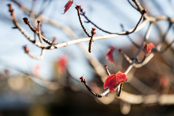 Red leaf on bare tree
