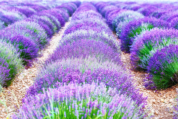 Naklejka na ściany i meble Lavender blossom in Provence, France. Herbal background.