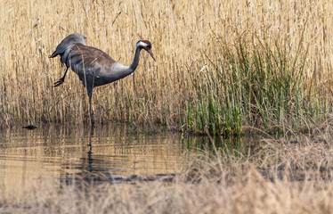 Common Cranes in Latvian Wetlands in Spring