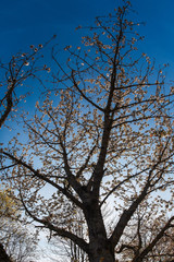 Obstbaum vor blauem Himmel