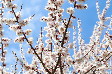 Spring flowers. Branches of blossoming cherry against the blue sky. White flower. Spring background. Cherry blossoms.