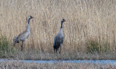 Common Cranes in Latvian Wetlands in Spring