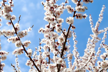 Spring flowers. Branches of blossoming cherry against the blue sky. White flower. Spring background. Cherry blossoms.