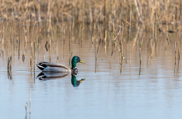 Mallard Duck Swimming in a Wetland Lake in Spring in Latvia