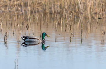 Foto op Plexiglas Mallard Duck Swimming in a Wetland Lake in Spring in Latvia © JonShore