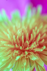 spring background of flowers. multi-colored conceptual background. green Taraxacum macro photography