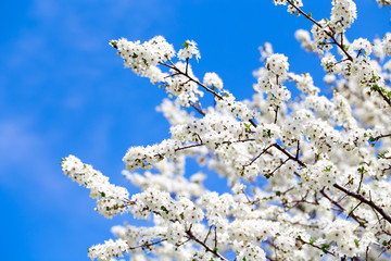 Spring flowers. Branches of blossoming cherry against the blue sky. White flower. Spring background. Cherry blossoms.