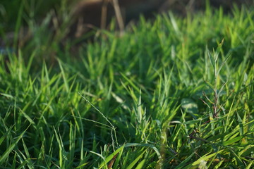 Selective soft focus of beach dry grass, reeds, stalks blowing in the wind at golden sunset light, horizontal, blurred sea on background, copy space/ Nature, summer, grass concept