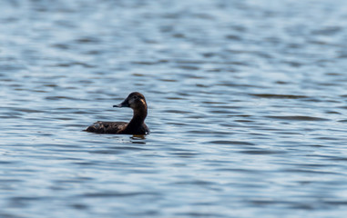 Tufted Duck in a Wetland Lake in Spring in Latvia