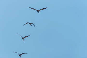 Flock of Common Cranes Flying in a Clear Blue Sky in Latvia