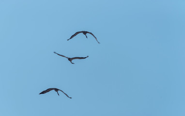 Flock of Common Cranes Flying in a Clear Blue Sky in Latvia