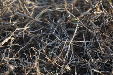 Selective soft focus of beach dry grass, reeds, stalks blowing in the wind at golden sunset light, horizontal, blurred sea on background, copy space/ Nature, summer, grass concept