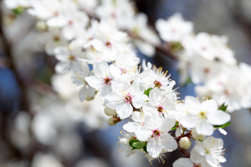 Spring flowers. Branches of blossoming cherry against the blue sky. White flower. Spring background. Cherry blossoms.
