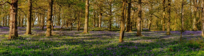 Fototapeta premium Bluebell Woods