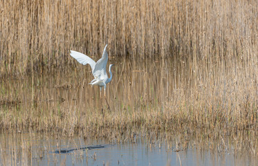 Great White Egret in Wetlands in Latvia in Spring