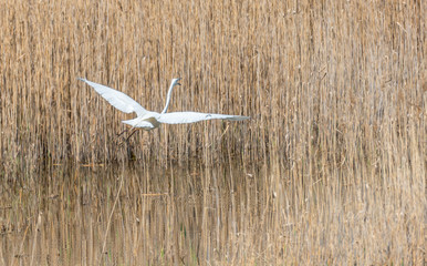 Great White Egret in Wetlands in Latvia in Spring