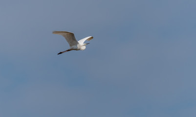Fototapeta na wymiar Great White Egret Flying in a Clear Blue Sky in Latvia in Spring