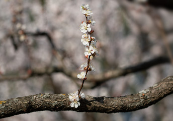 Vertical sprig of blossoming spring cherry blossoms with velvet flower petals against bokeh from tree branches