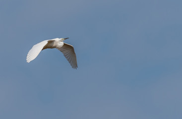 Great White Egret Flying in a Clear Blue Sky in Latvia in Spring