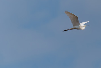 Great White Egret Flying in a Clear Blue Sky in Latvia in Spring
