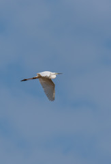 Great White Egret Flying in a Clear Blue Sky in Latvia in Spring