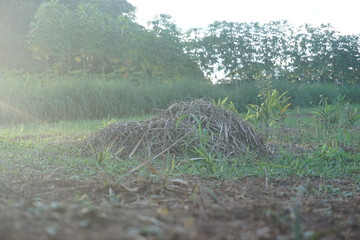 Fototapeta premium Selective soft focus of beach dry grass, reeds, stalks blowing in the wind at golden sunset light, horizontal, blurred sea on background, copy space/ Nature, summer, grass concept