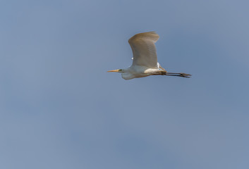 Great White Egret Flying in a Clear Blue Sky in Latvia in Spring