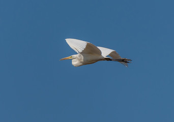 Great White Egret Flying in a Clear Blue Sky in Latvia in Spring