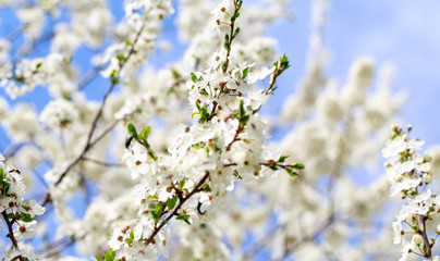 Obraz premium Spring flowers. Branches of blossoming cherry against the blue sky. White flower. Spring background. Cherry blossoms.