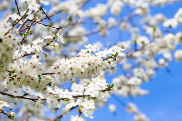 Fototapeta premium Spring flowers. Branches of blossoming cherry against the blue sky. White flower. Spring background. Cherry blossoms.