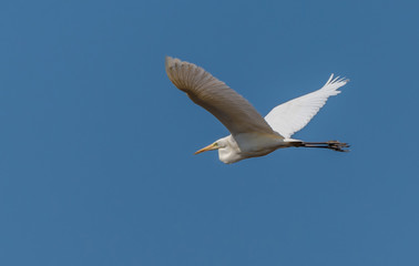 Great White Egret Flying in a Clear Blue Sky in Latvia in Spring