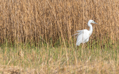 Obraz na płótnie Canvas Great White Egret in Wetlands in Latvia in Spring