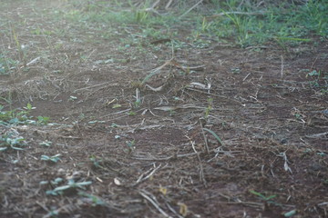 Obraz premium Selective soft focus of beach dry grass, reeds, stalks blowing in the wind at golden sunset light, horizontal, blurred sea on background, copy space/ Nature, summer, grass concept