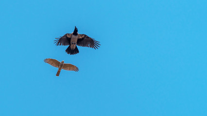 Sparrowhawk Chasing a Black Headed Crow in a Clear Blue Sky