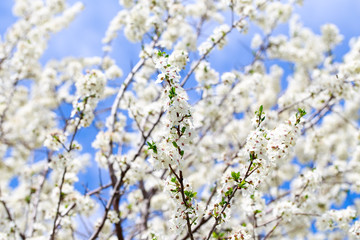 Spring flowers. Branches of blossoming cherry against the blue sky. White flower. Spring background. Cherry blossoms.