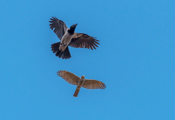 Sparrowhawk Chasing a Black Headed Crow in a Clear Blue Sky