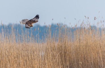 Western Marsh Harrier in Wetlands in Latvia in Spring