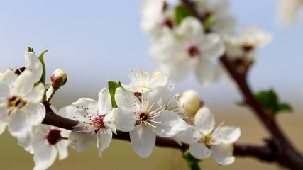 Obraz premium Spring flowers. Branches of blossoming cherry against the blue sky. White flower. Spring background. Cherry blossoms.