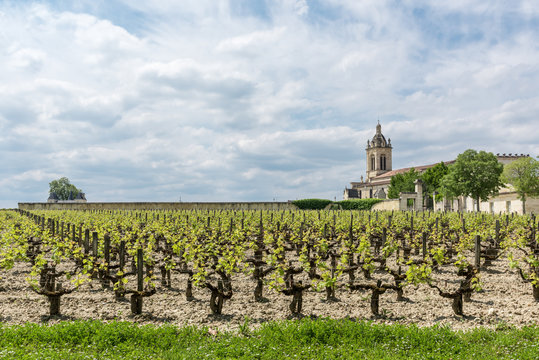 Vignoble &agrave; Margaux (M&eacute;doc, France), pr&egrave;s de Bordeaux