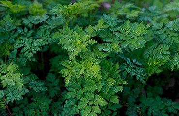 Fresh green grass. Bright spring background of natural greenery. Carved leaves of fresh shoots. Backdrop with copy space