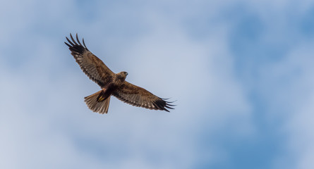 Western Marsh Harrier in Wetlands in Latvia in Spring