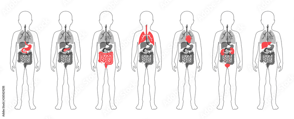 Poster  illustration of child internal organs in boy body