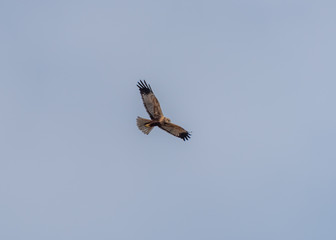 Western Marsh Harrier in Wetlands in Latvia in Spring
