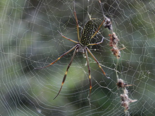 Spider