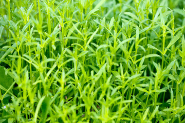 Fresh green grass. Bright spring background of natural greenery. Carved leaves of fresh shoots. Backdrop with copy space